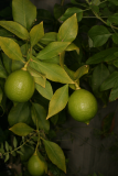 Citrus x limon RCP11-06 044.jpg